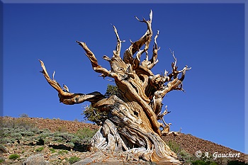 Majestätischer Bristlecone